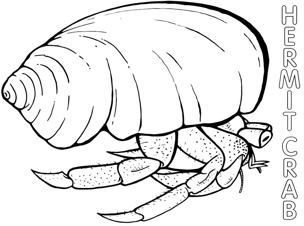 Hermit Crab 5 Coloring Game Hermit Crab 5