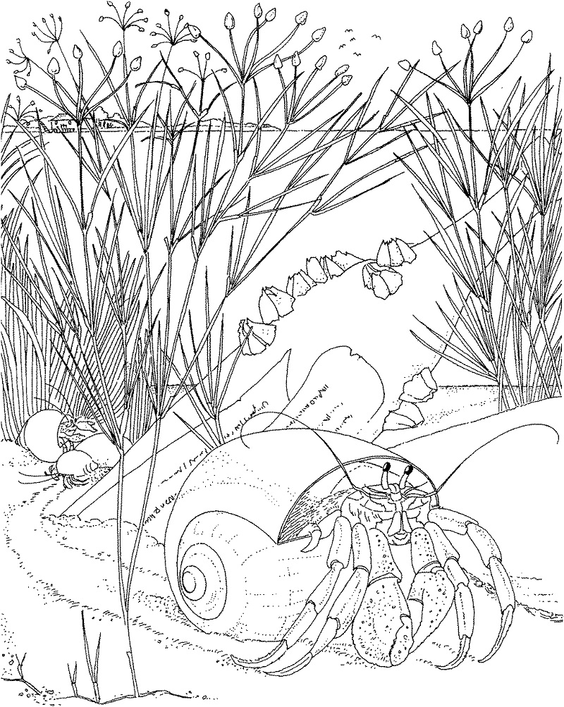 Hermit Crab Under Water Coloring Game Hermit Crab Under Water