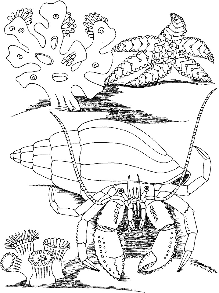 Hermit Crab 8 Coloring - Play Free Coloring Game Online