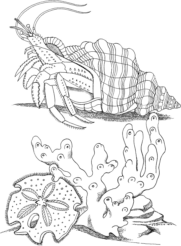 Hermit Crab on a Bottom Line Coloring Game Hermit Crab on a Bottom Line