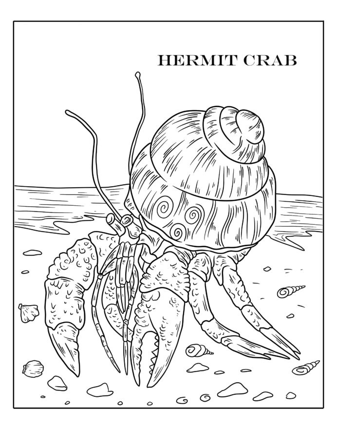 Hermit Crab 10 Coloring - Play Free Coloring Game Online