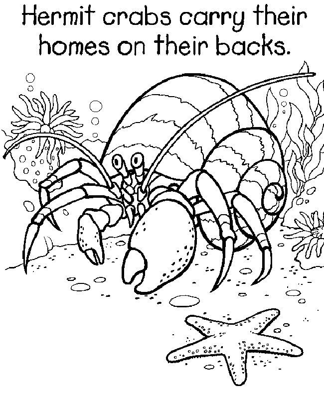 Hermit Crab with Star Fish Coloring Game Hermit Crab with Star Fish