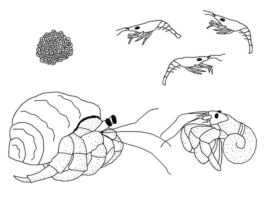 Hermit Crabs and Shrimps Coloring Game Hermit Crabs and Shrimps