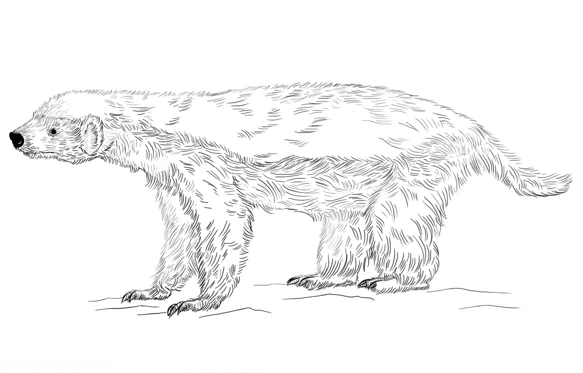Honey Badger Coloring Game Honey Badger