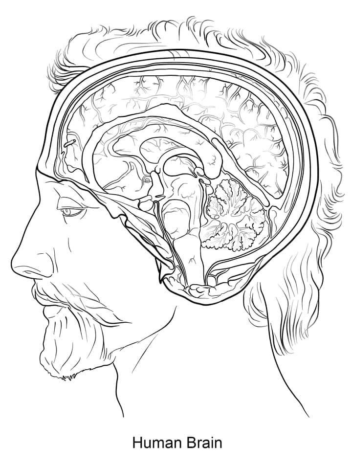 Human Brain 1 Coloring Game Human Brain 1