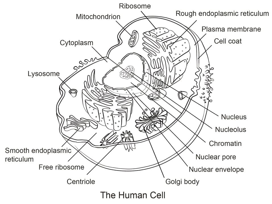 Human Cell