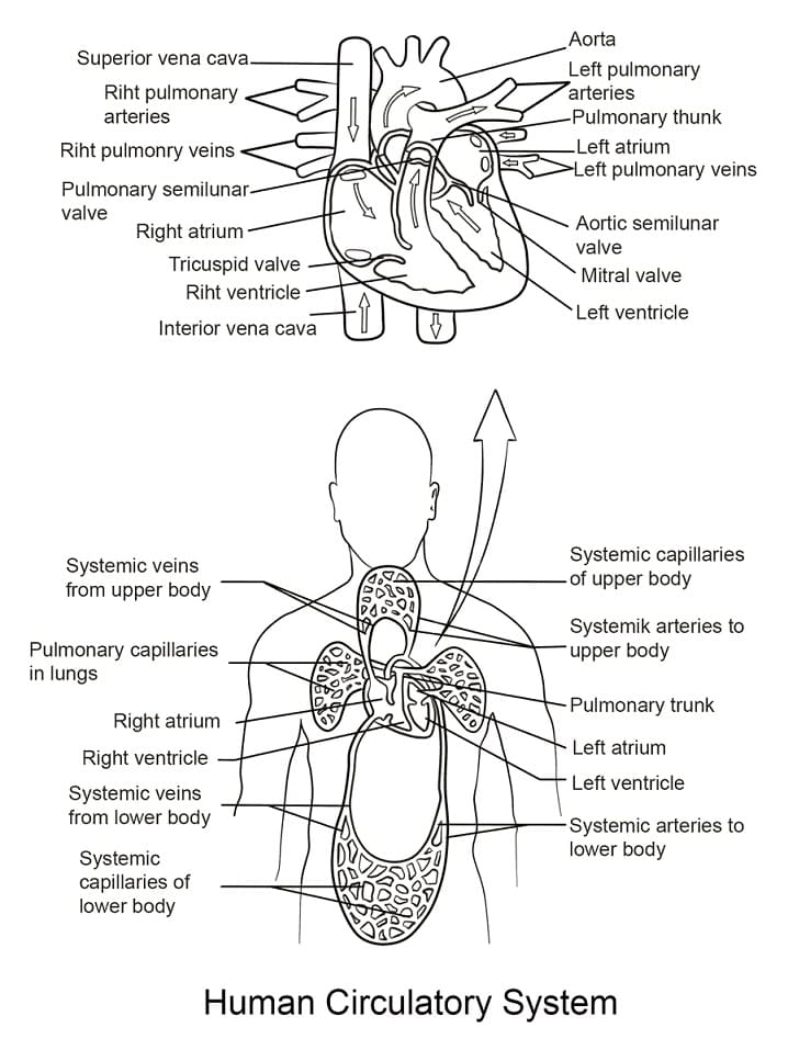 Human Circulatory System