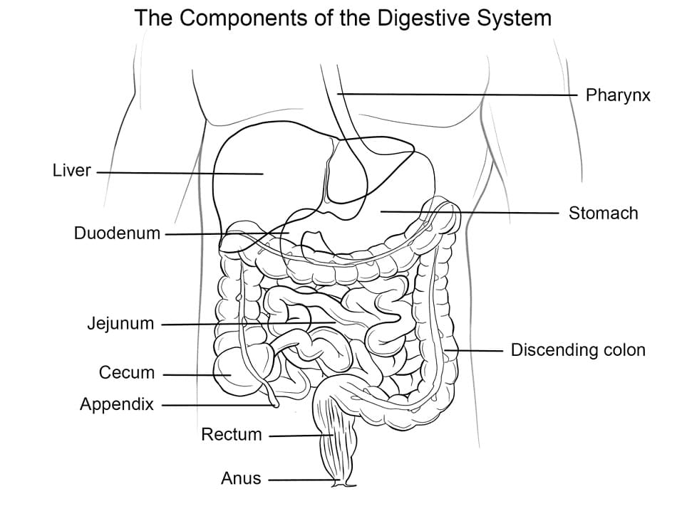 Human Digestive System
