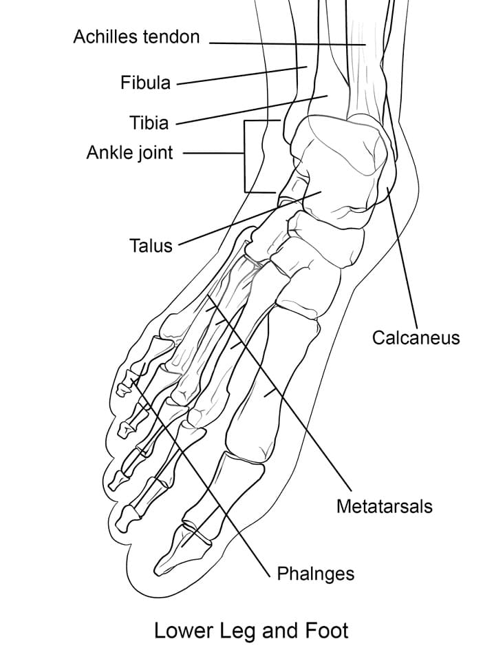 Human Foot Bones