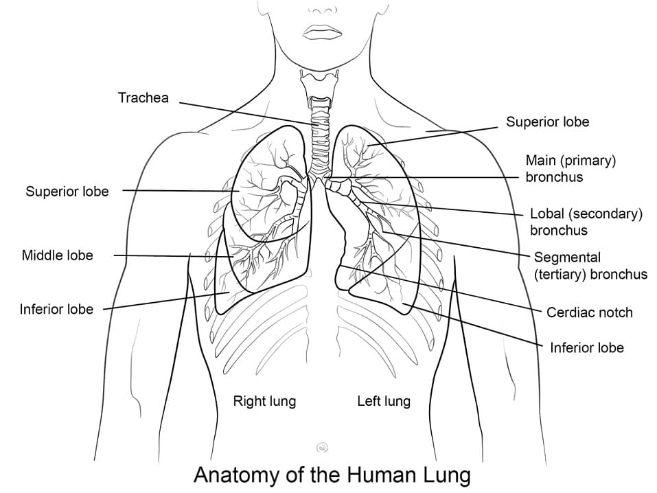Human Lungs
