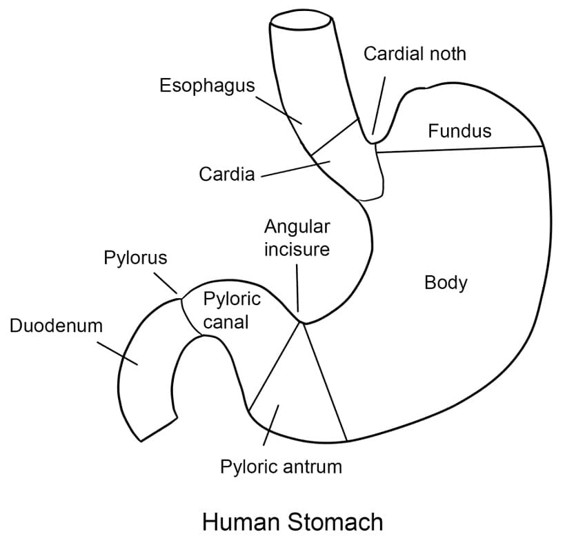 Human Stomach Coloring Game Human Stomach