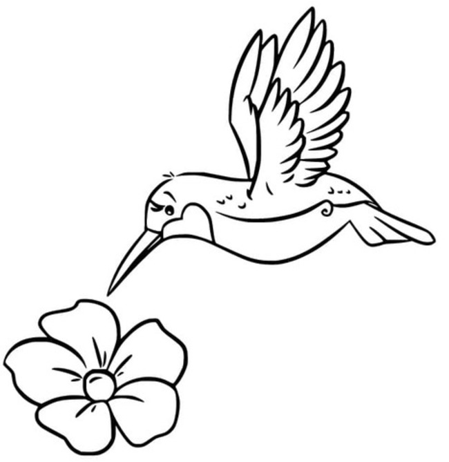Hummingbird basic