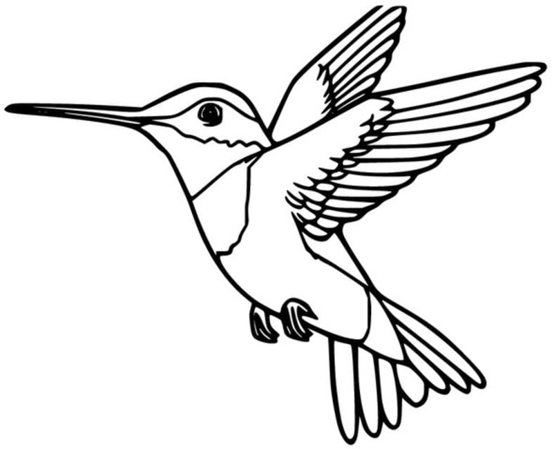 Hummingbird printable for kids
