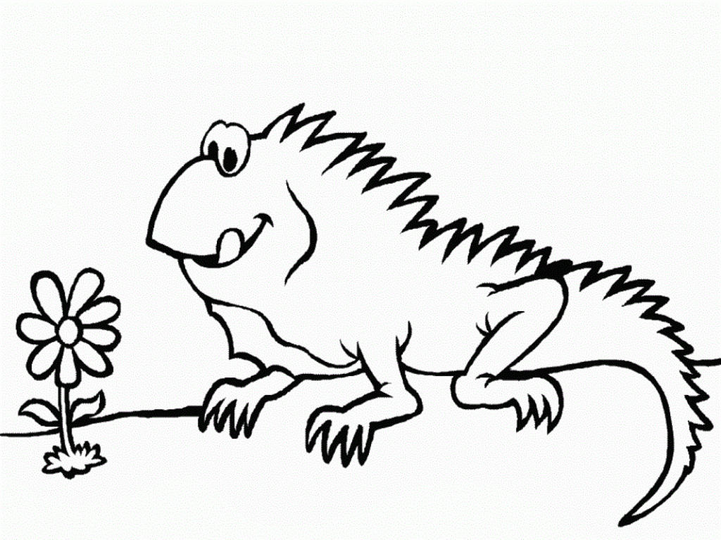 Iguana
