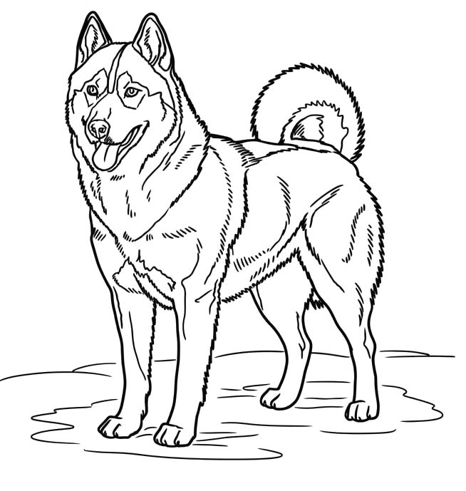 Husky Free