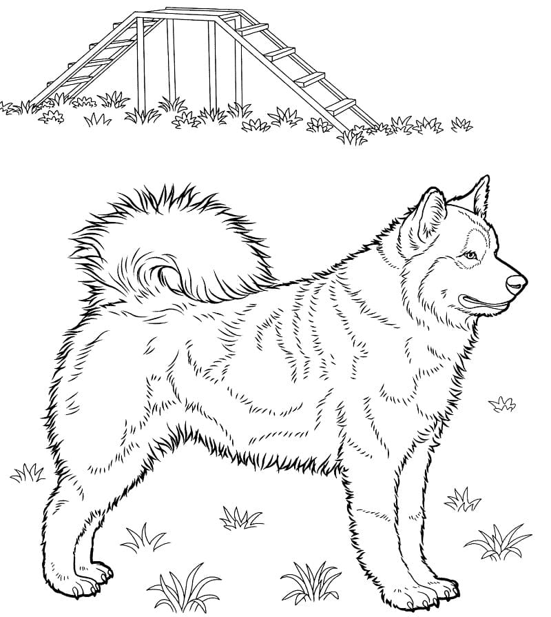 Husky Coloring Game Husky