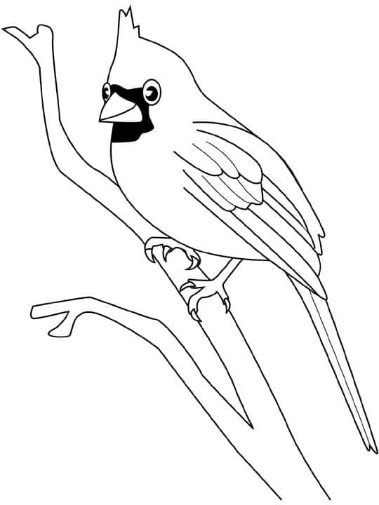 Image Cardinal Basic