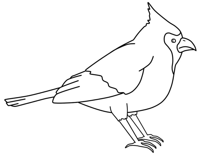 Image Cardinal Free