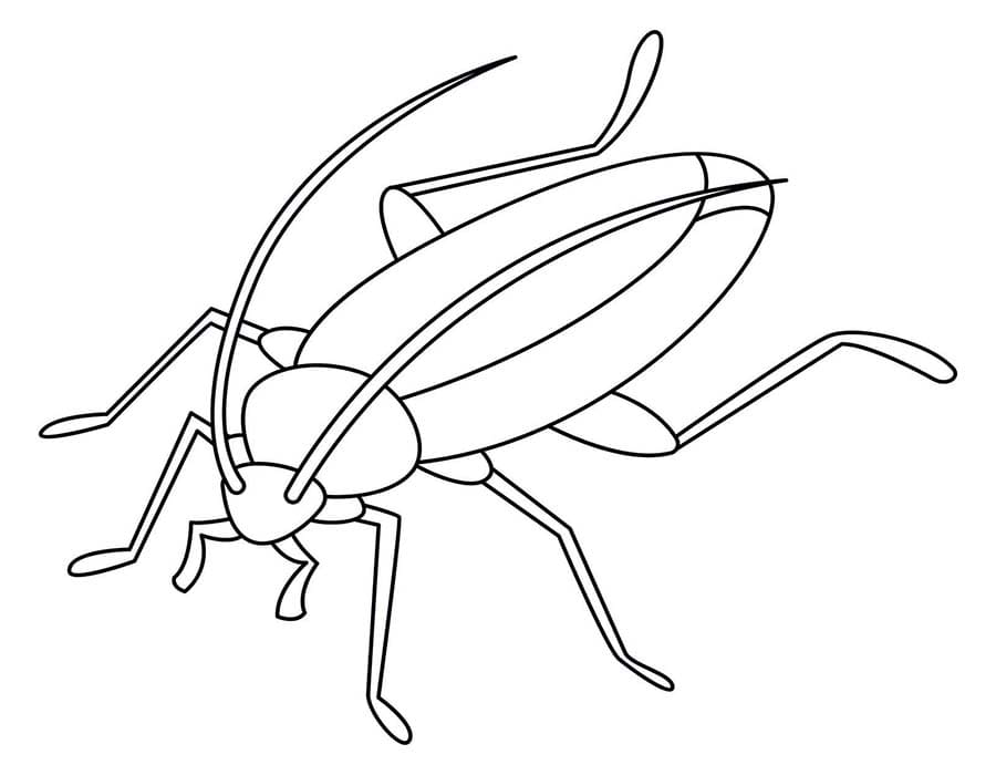 Image Cockroach Simple