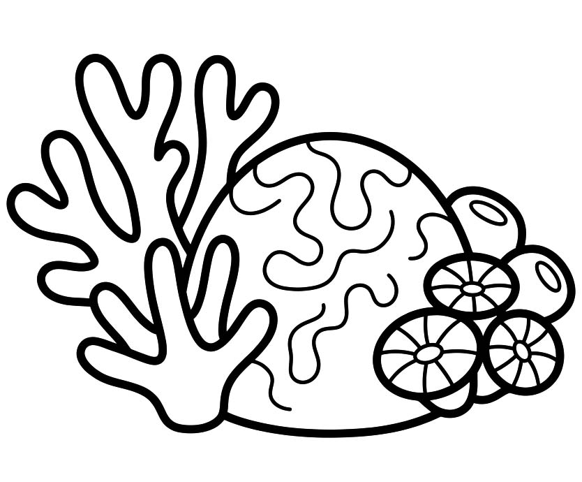 Image Coral