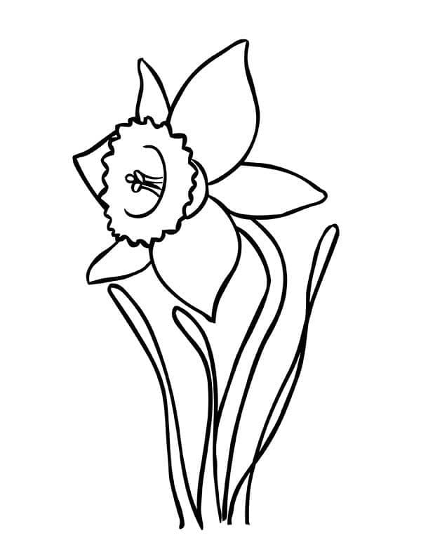 Image Daffodil Easy
