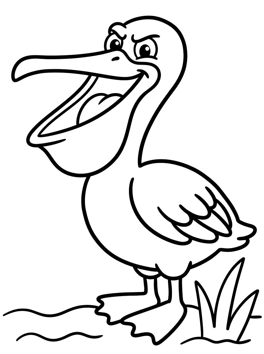 Image Pelican
