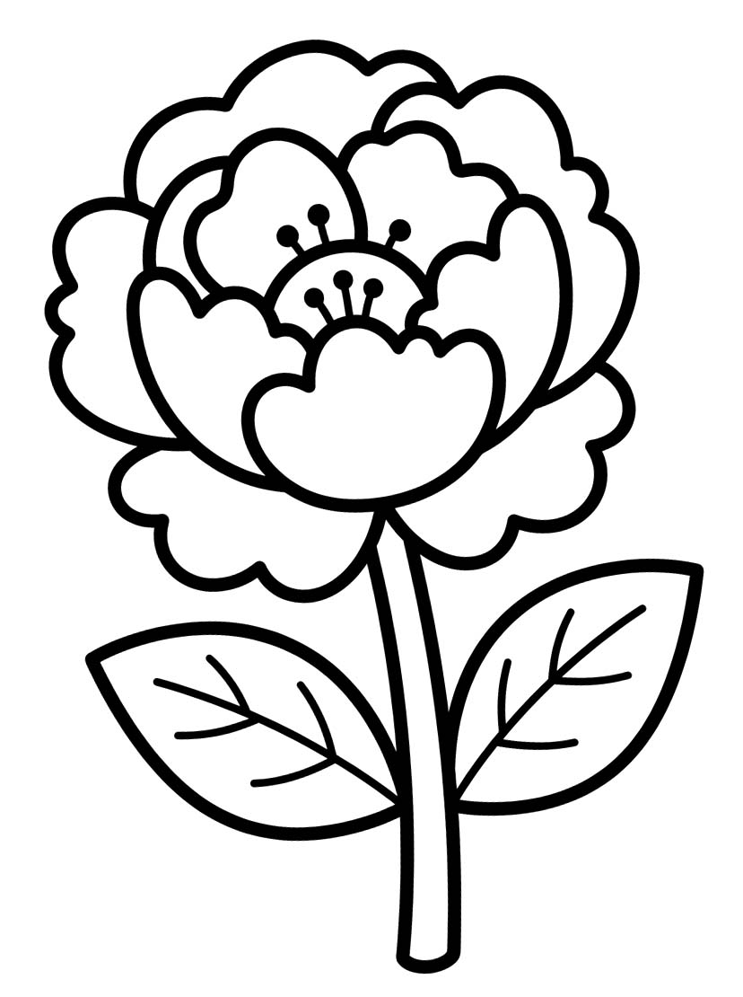 Image Peony Basic