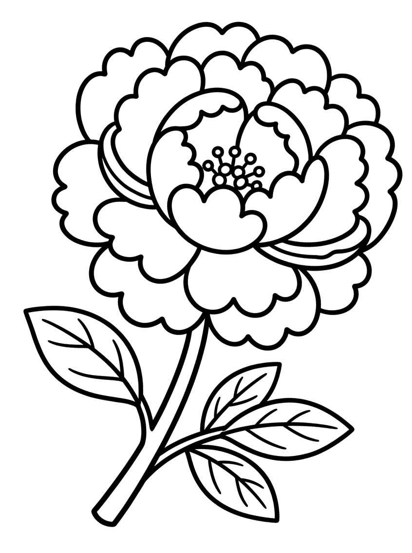 Image Peony Easy