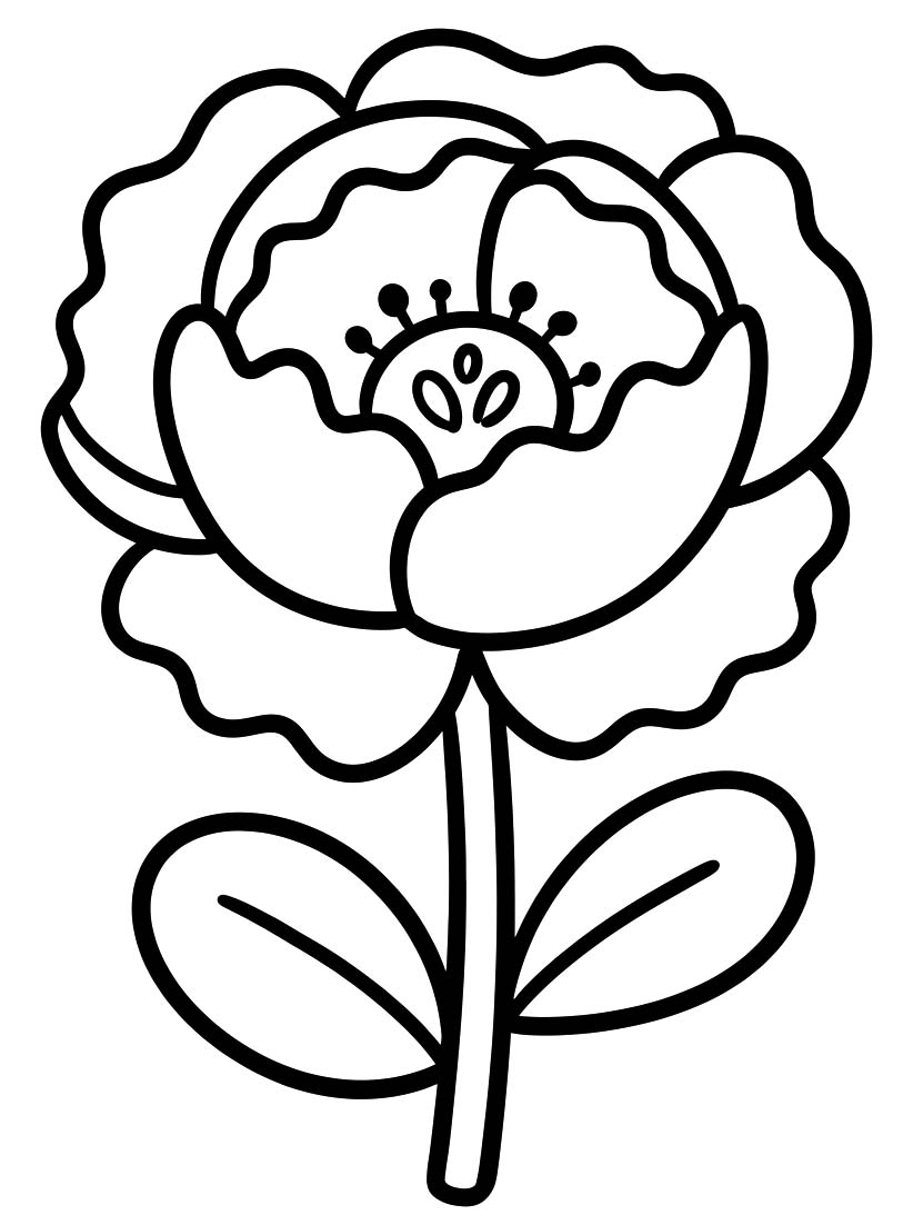 Image Peony Free