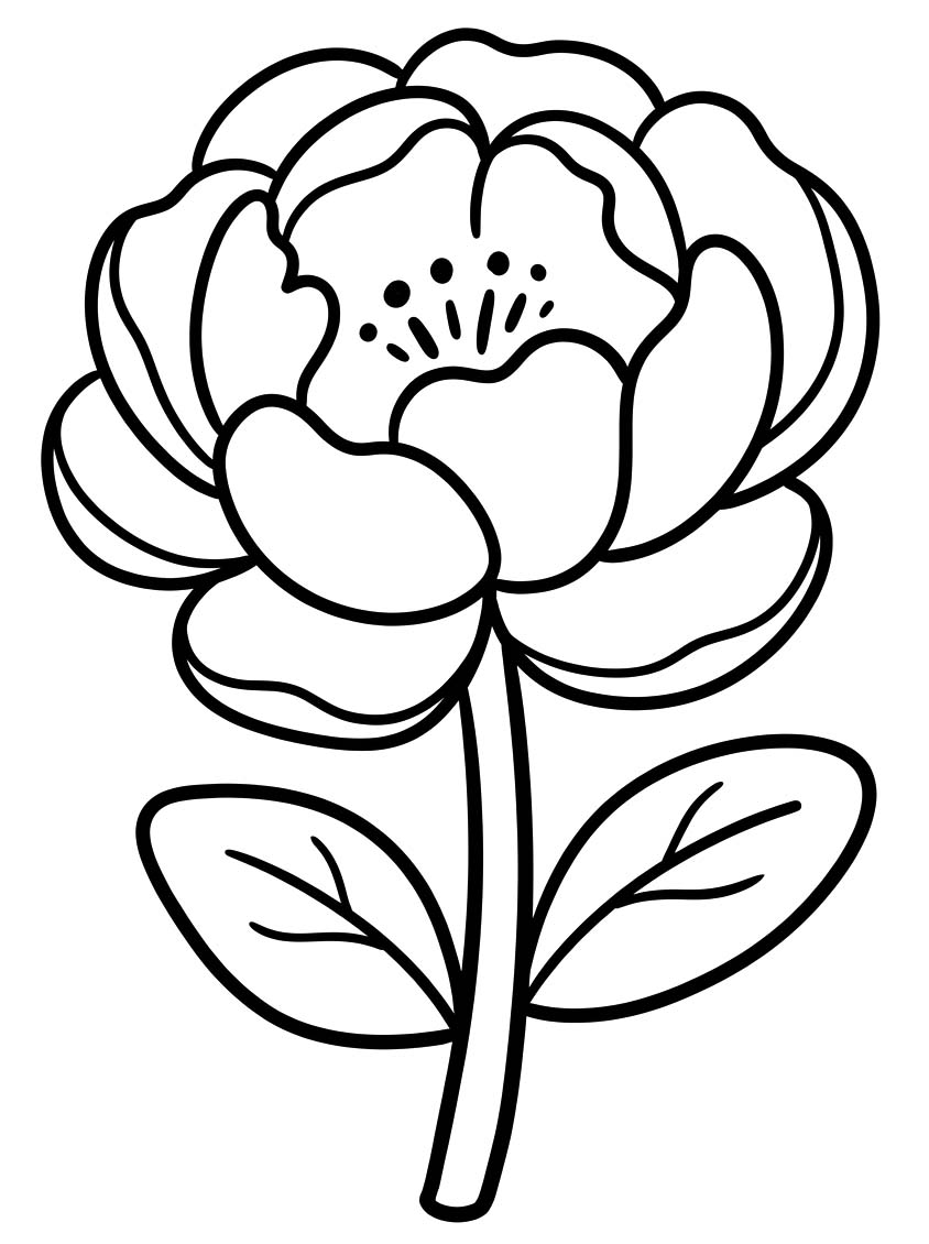 Image Peony Simple