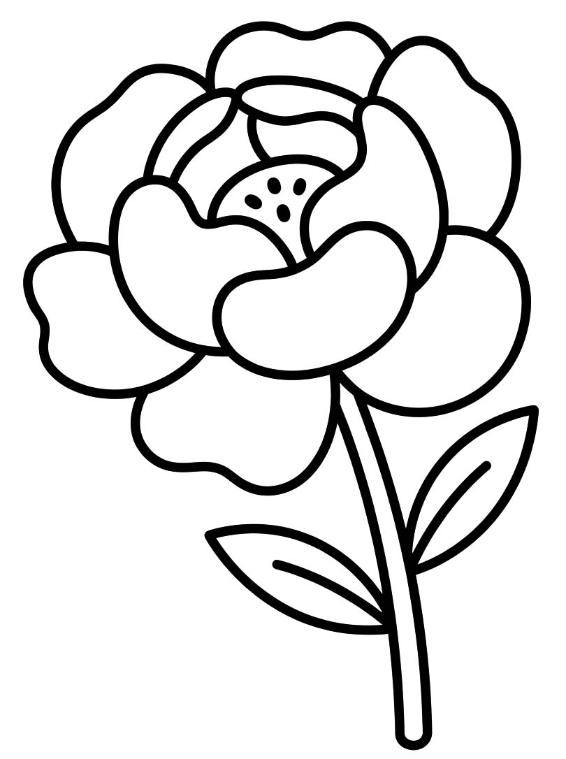 Image Peony