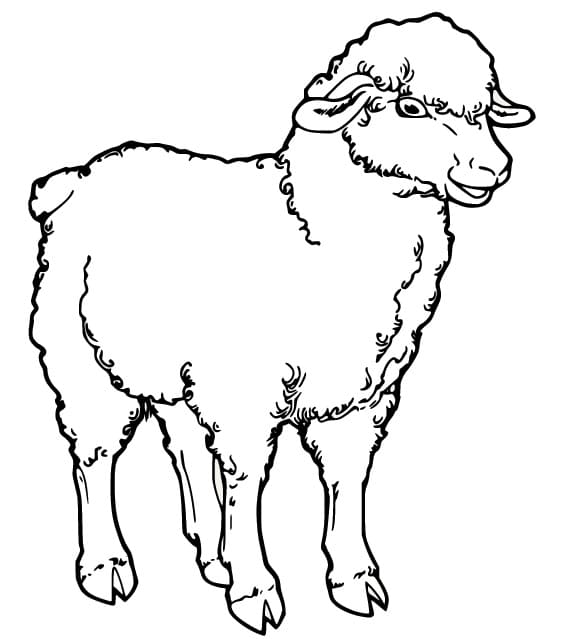 Image Sheep easy
