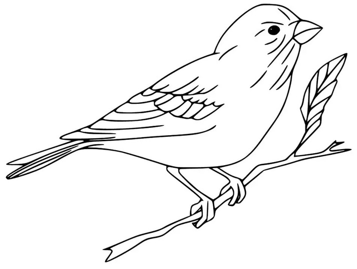 Image Sparrow