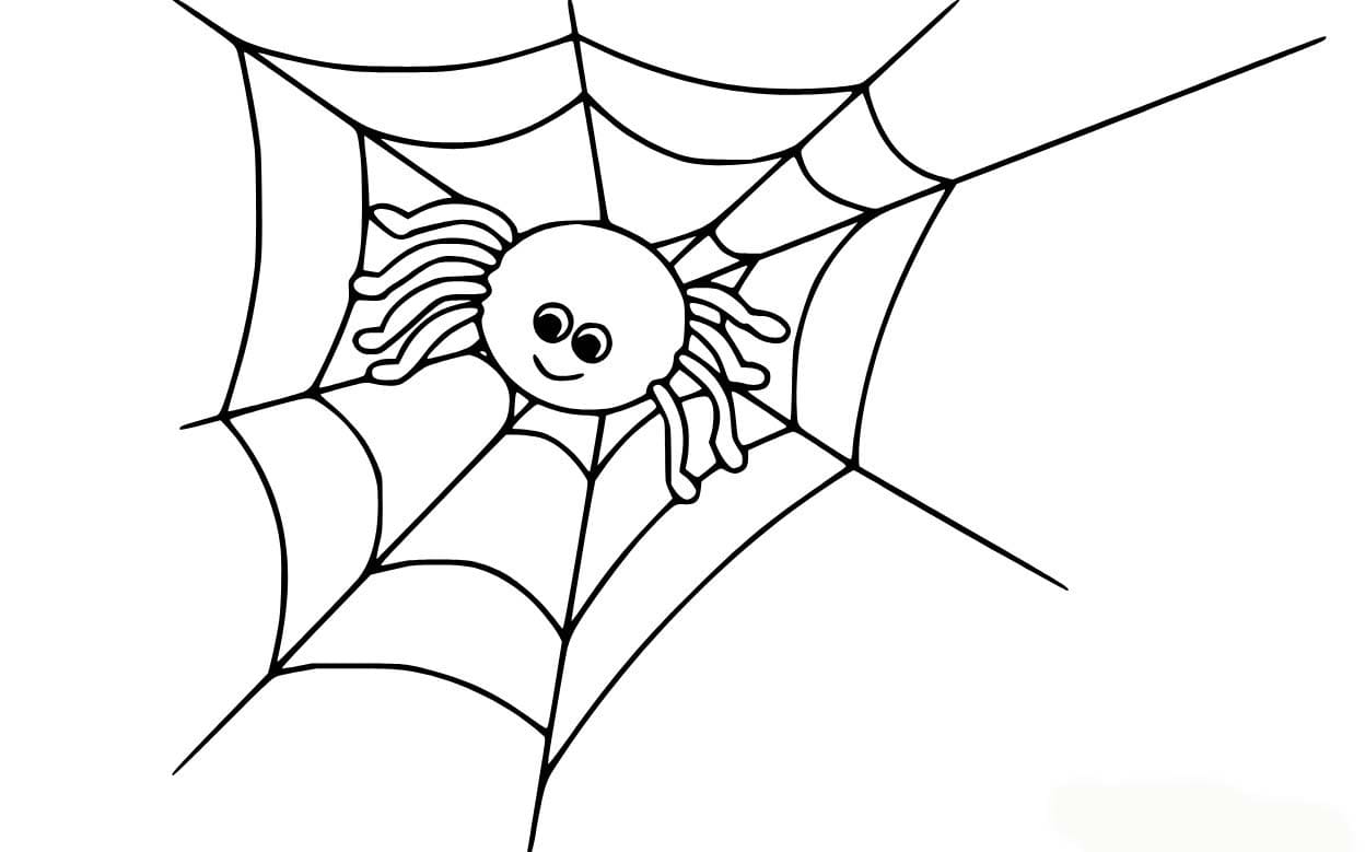 Image Spider Web Basic
