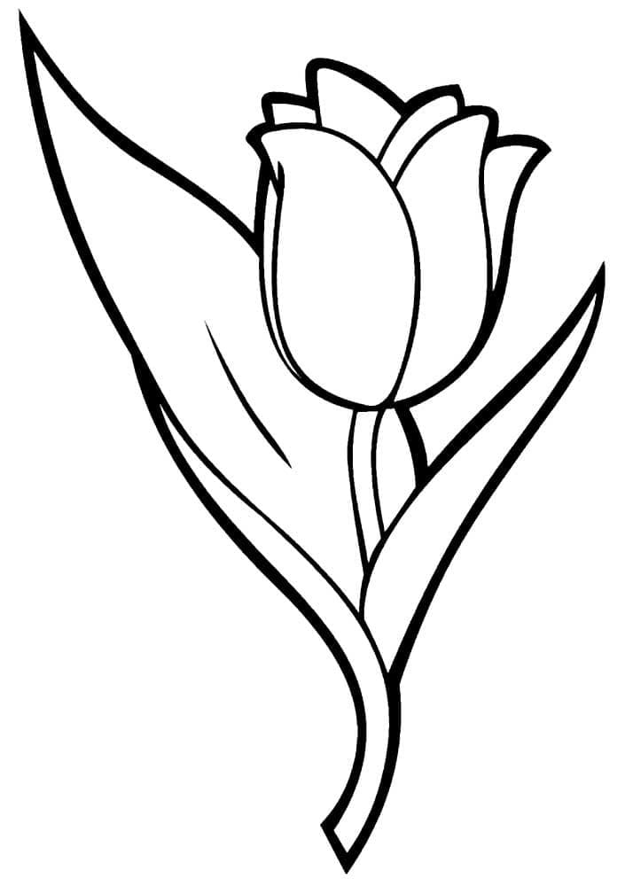 Image Tulip Basic