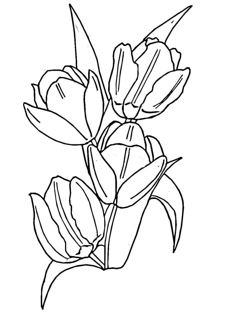 Image Tulip Easy