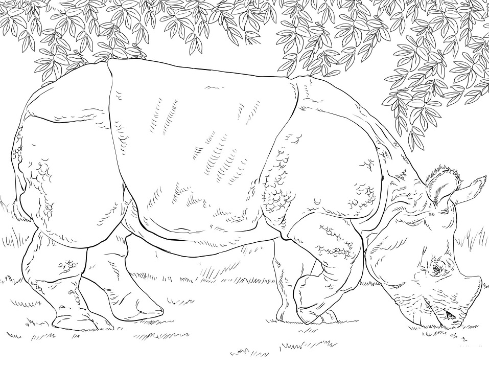 Indian Rhino Grazing Coloring Game Indian Rhino Grazing