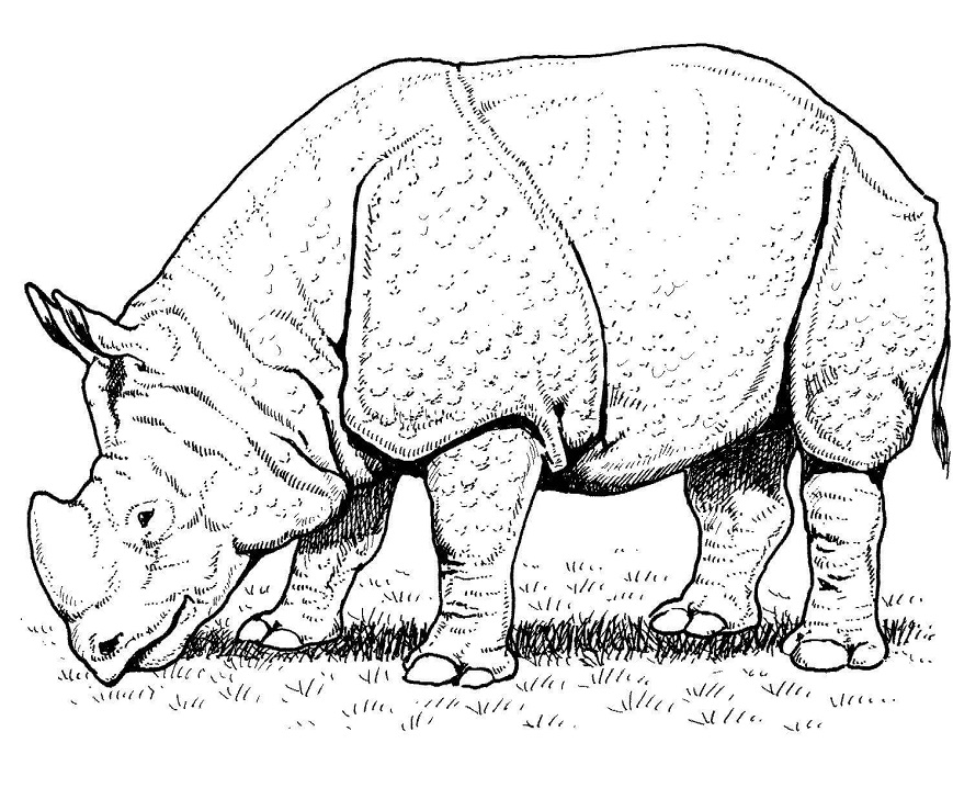 Indian Rhino Coloring Game Indian Rhino