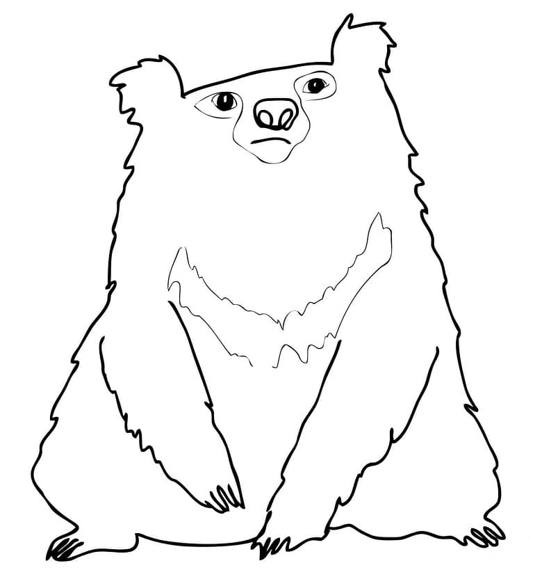 Indian Sloth Bear Coloring Game Indian Sloth Bear