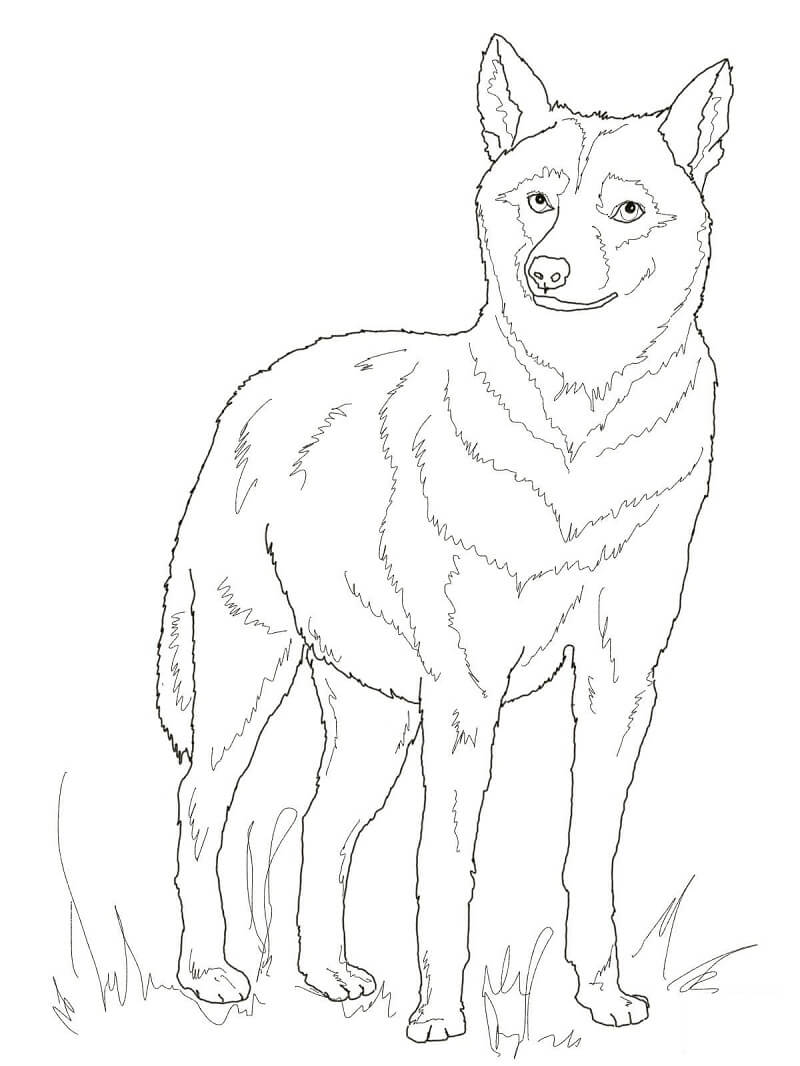 Italian Wolf Coloring Game Italian Wolf
