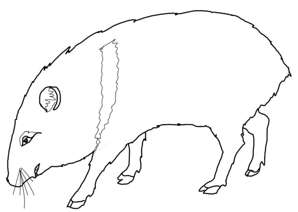 Javelina