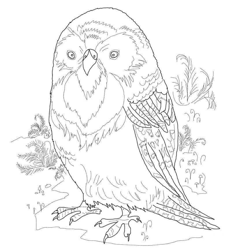 Kakapo