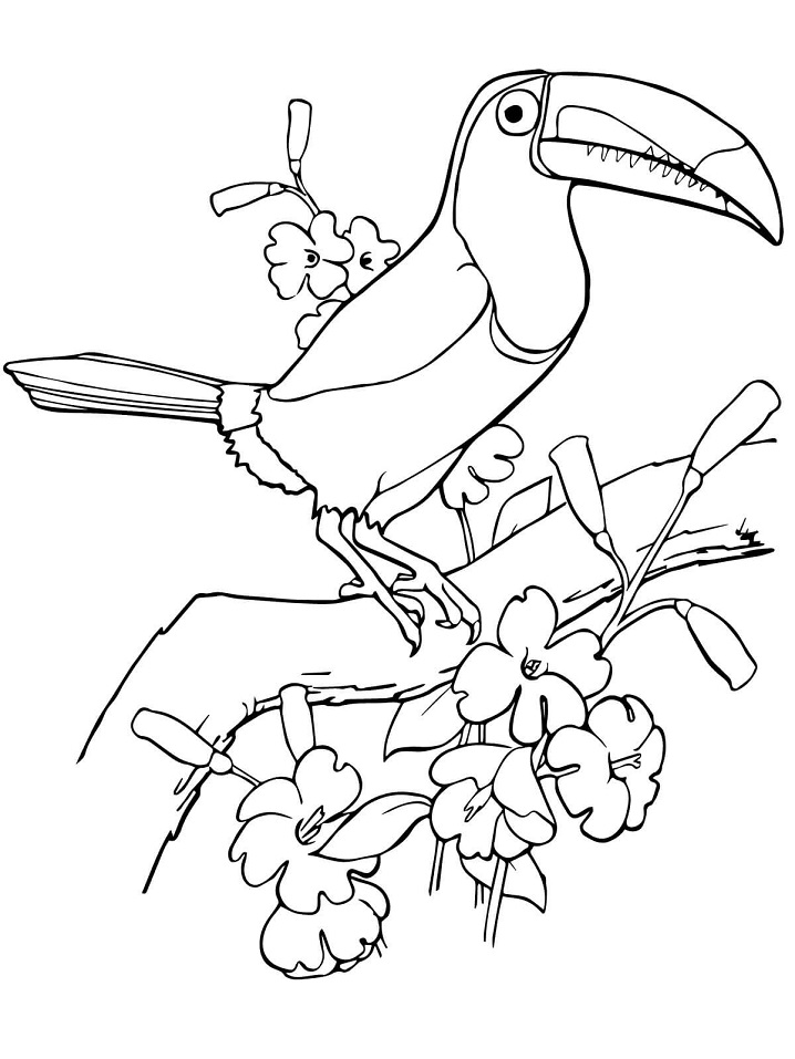 Keel Billed Toucan Bird