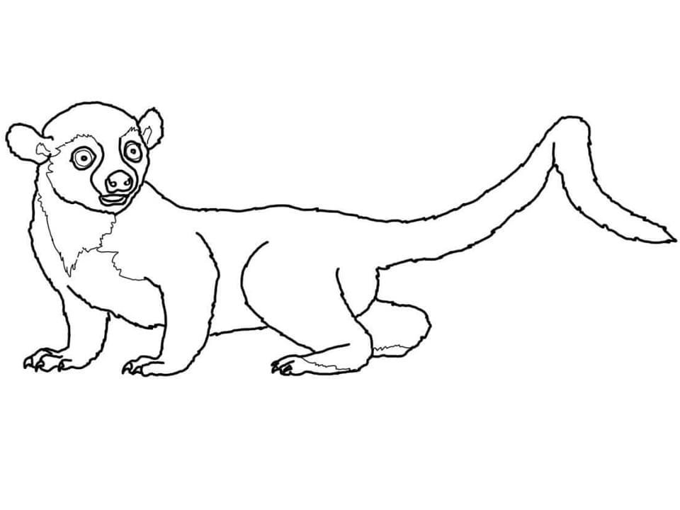 Kinkajou 1