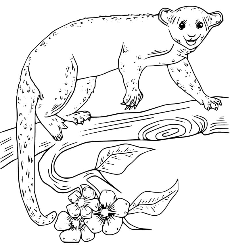 Kinkajou on a Branch
