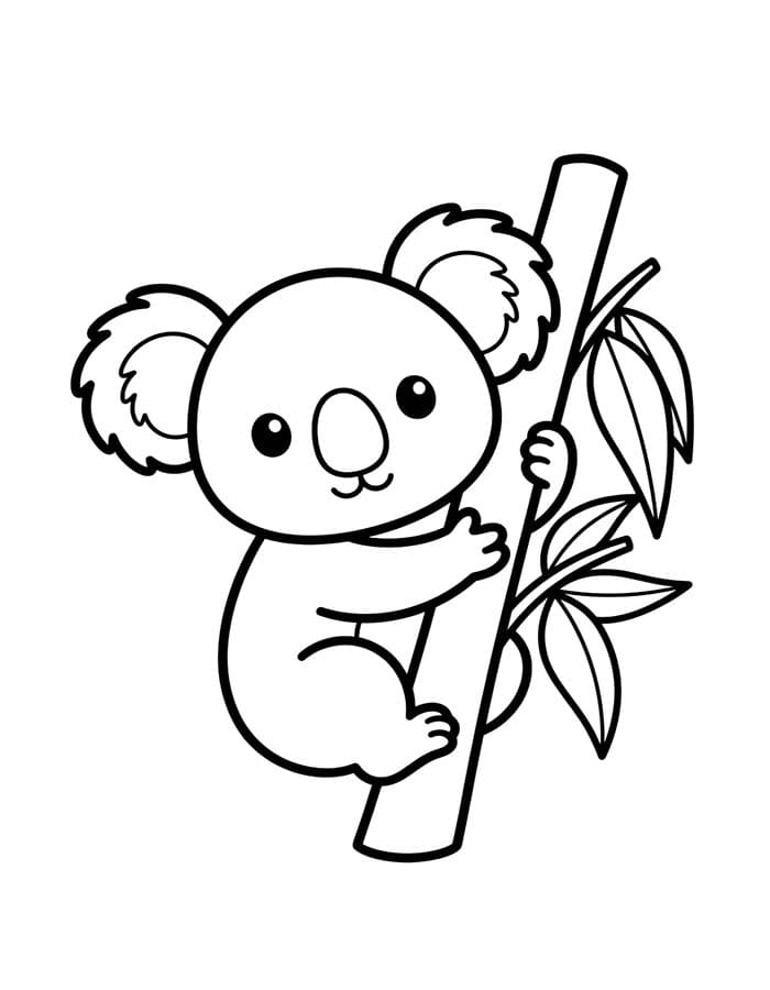 Koala Easy