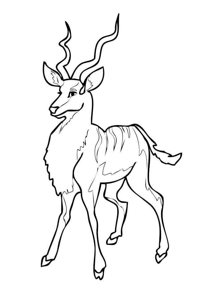 Kudu Antelope