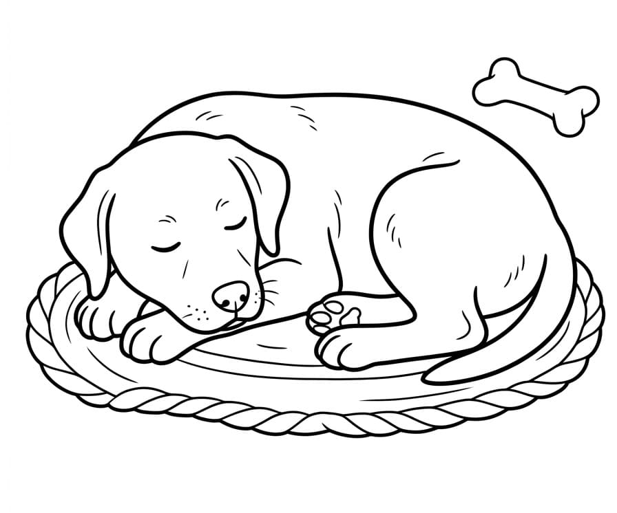Labrador Dog Sleeping