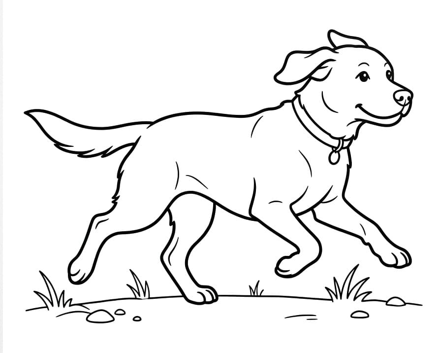 Labrador Running