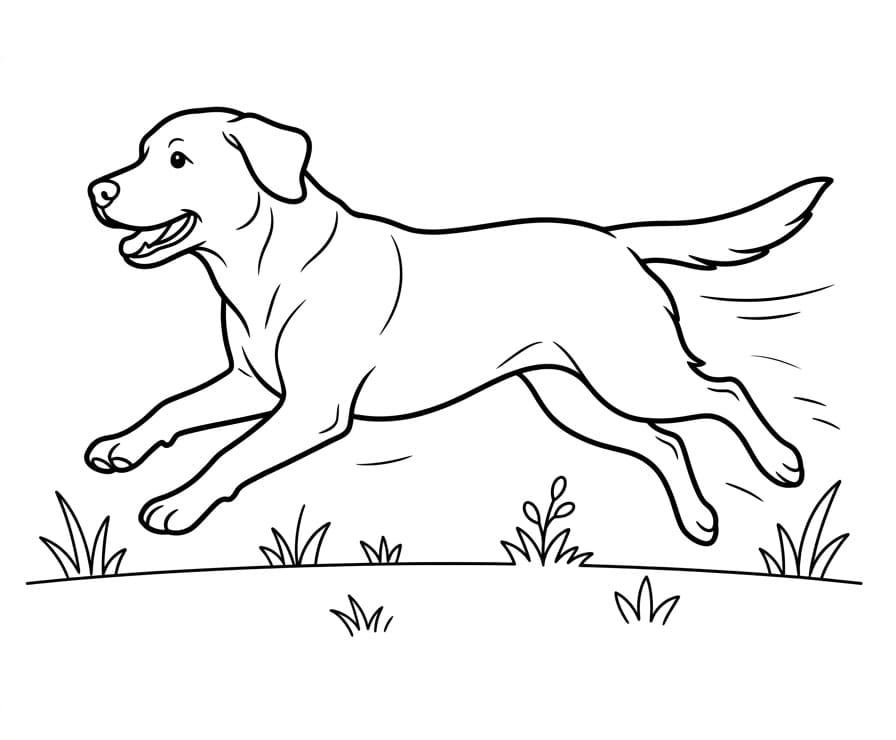 Labrador